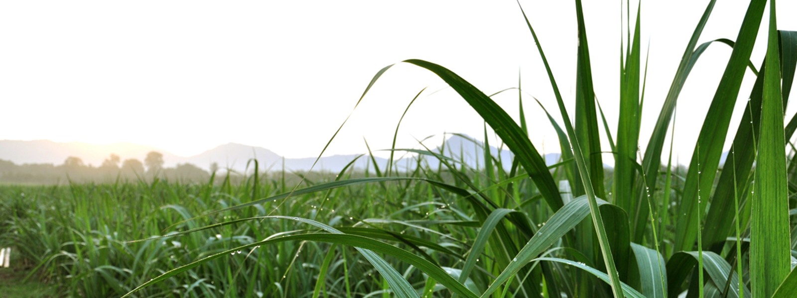 Sugarcane production crippled by dry weather